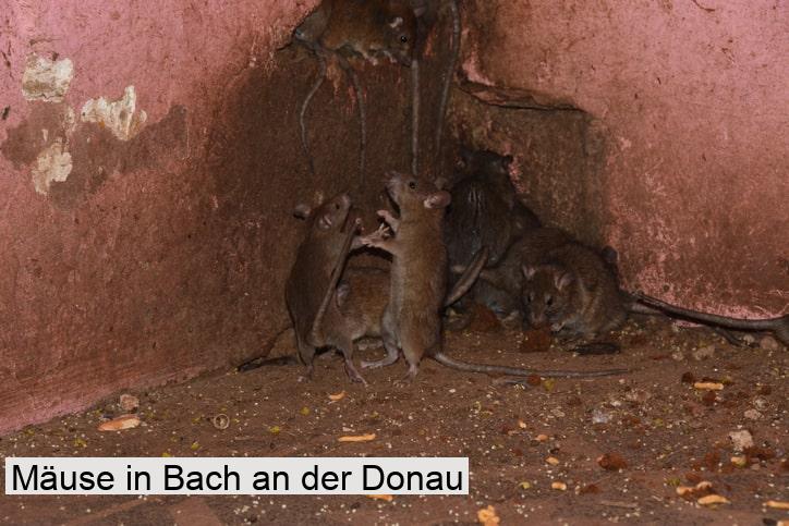 Mäuse in Bach an der Donau